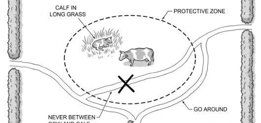 A field plan view showing a cow and calf with a dashed protective zone around them, a person walking a path that passes between them crossed out, and 