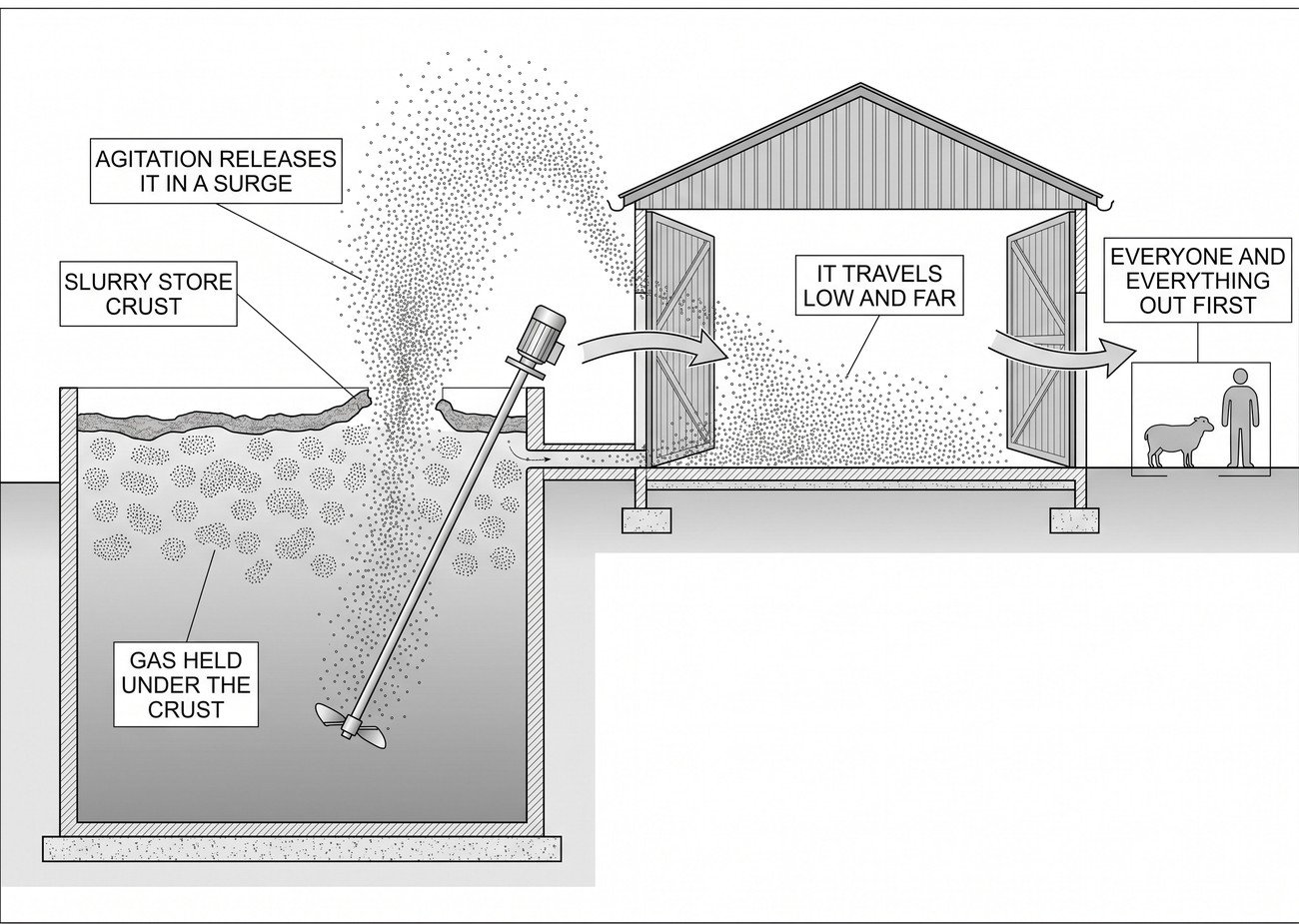 A section through a slurry store with a crust on the surface, gas shown collecting beneath it and surging upward as an agitator disturbs it, spreading low across the floor of an adjacent building with the doors marked open.