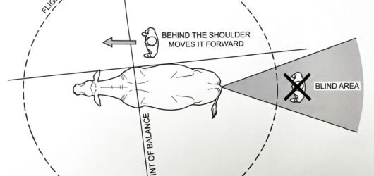 A plan view of an animal with a dashed flight zone circle around it, a line marked across its shoulder as the point of balance, and a shaded blind are