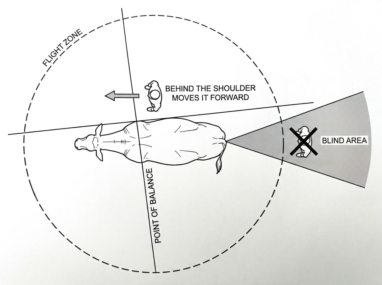 A plan view of an animal with a dashed flight zone circle around it, a line marked across its shoulder as the point of balance, and a shaded blind area directly behind it, with a handler positioned at the edge of the zone behind the shoulder.