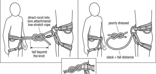 Comparison diagram of a figure-eight on a bight tie-in to a harness: correctly dressed with adequate tail and a short loop, versus crossed strands, sh