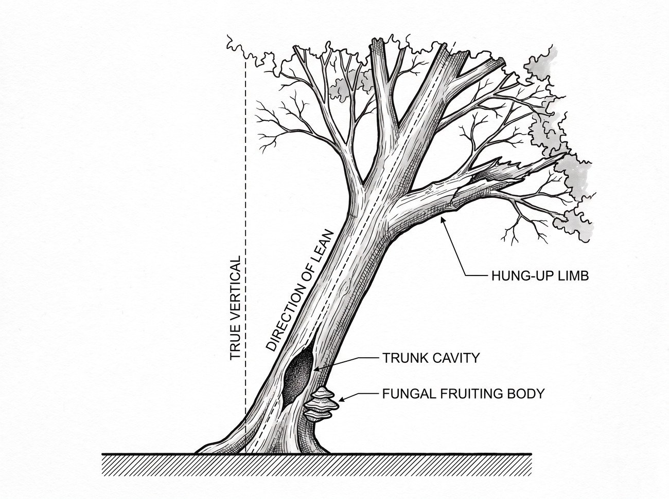 Simple line-art illustration of a tree with a visible lean, a cracked branch caught in the upper canopy, and a cavity marked on the trunk.